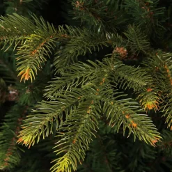 Black Box Frasier Fir Kunstkerstboom - 230 X 147 - Groen Store