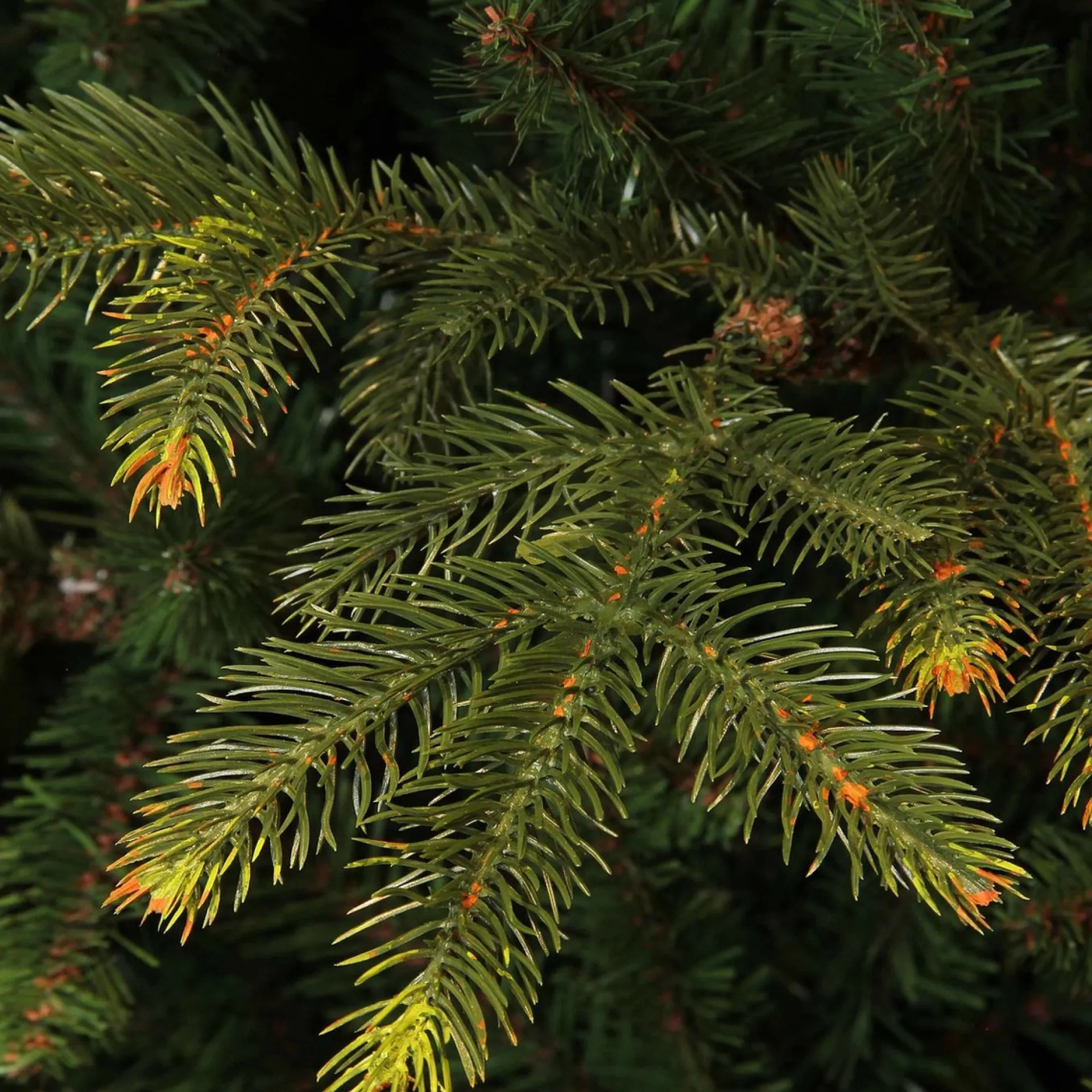 Black Box Trees Frasier Kunstkerstboom Met Led Verlichting - H215 Cm - Groen Cheap