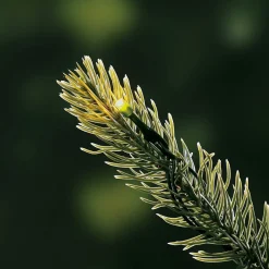 Evergreen - Kunstkerstboom - Pgtg60P3D95L03 Cheap