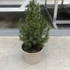 Groendecor Tuinarchitectuur Kleine Echte Tafelkerstboom - Picea Conica 30-40Cm - Minikerstboom In Pot Fashion