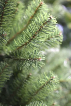 Van der gucht Kunstkerstboom Boston Spruce Hinged - 210 Cm - Groen Cheap