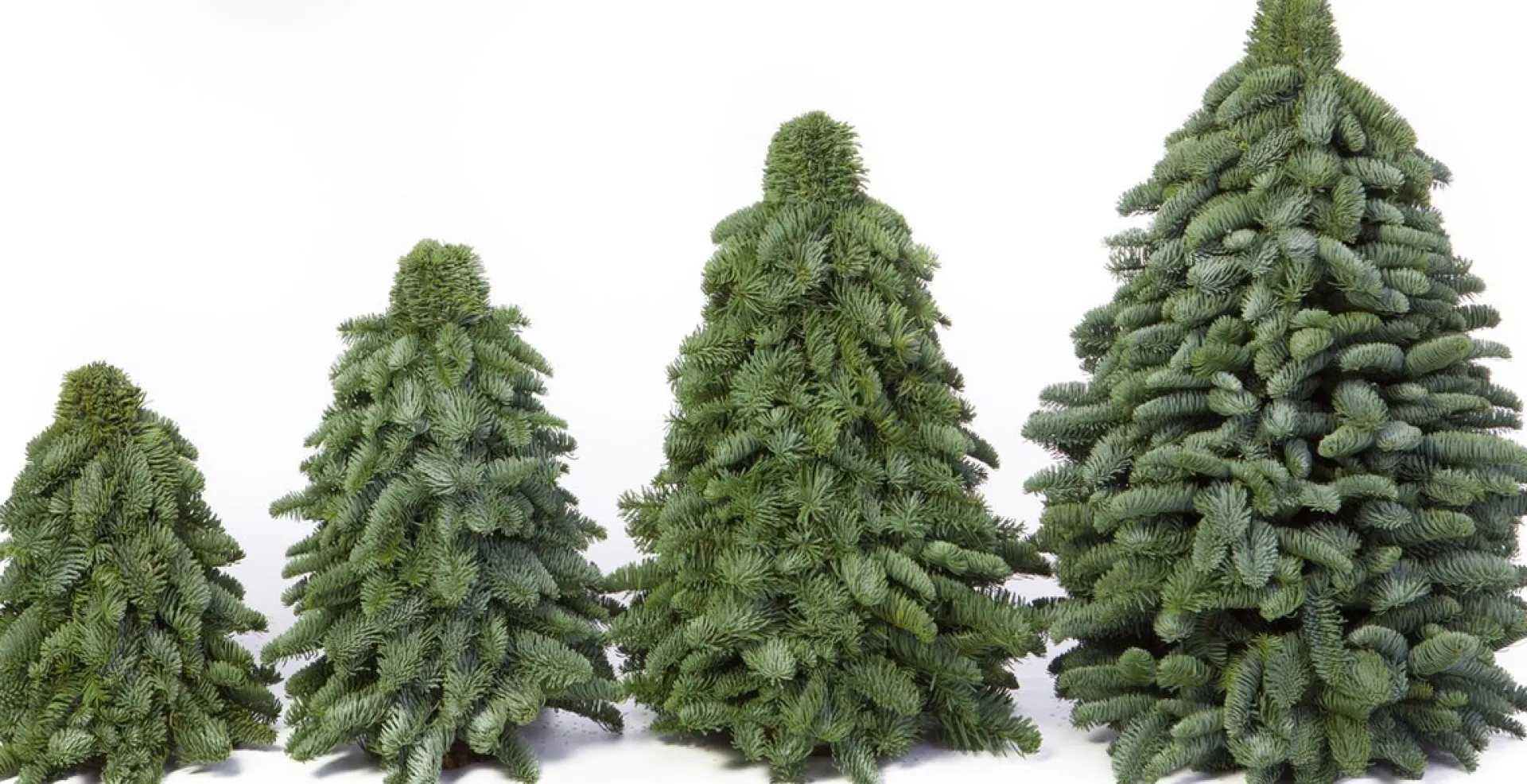 Merkloos Nobilis Kerstboom - 50Cm - Mini Kerstboom - Handgemaakt - Vers Groen Fashion