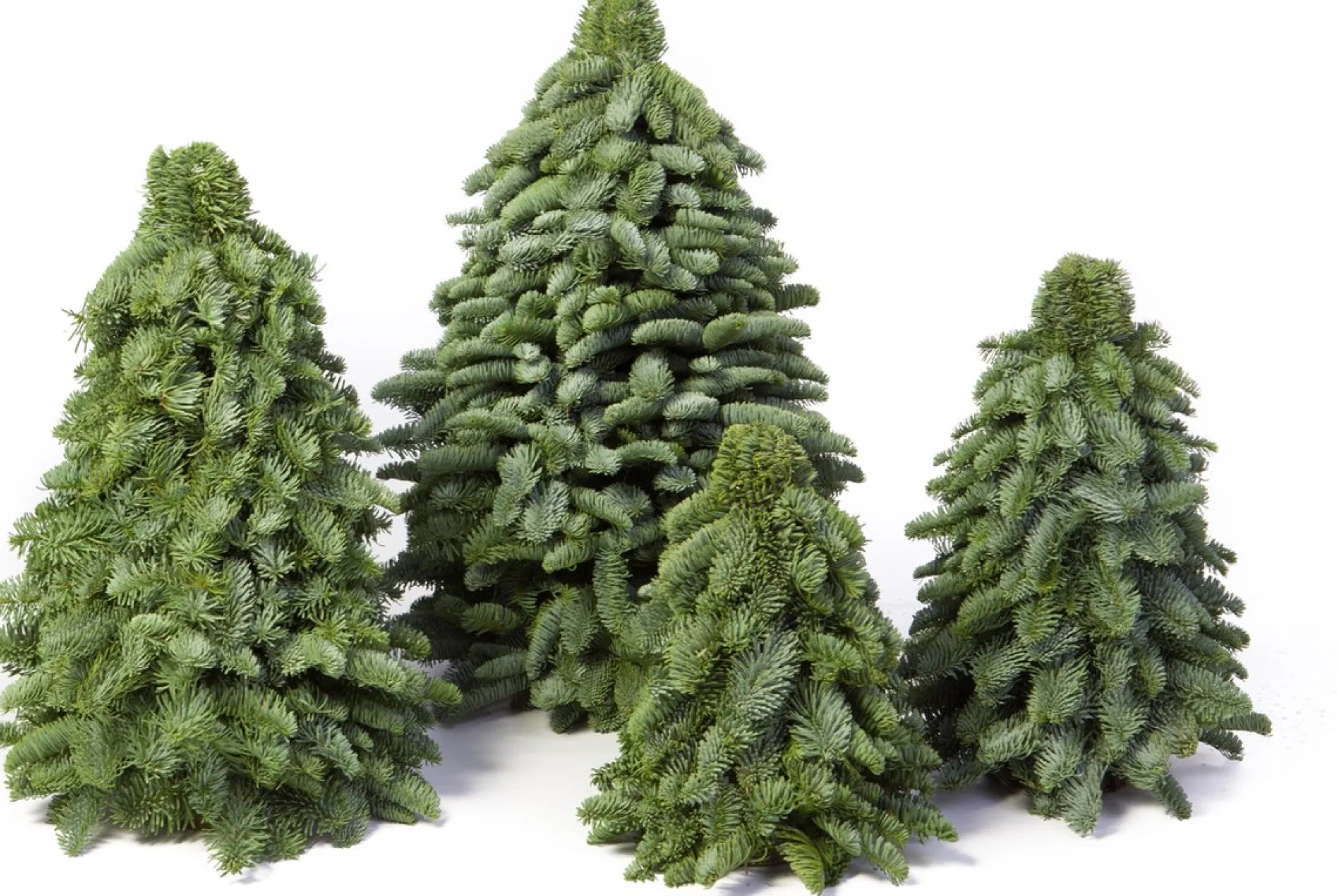 Merkloos Nobilis Kerstboom - 50Cm - Mini Kerstboom - Handgemaakt - Vers Groen Fashion