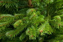 Merkloos Nordmann Kerstboom - Echte Kerstboom - 150-175Cm - Met Boorgat, Al Jaren De Beste Kwaliteit - Eigen Import - Easy To Fix De Flora Danica Nordmann Met Voorgeboord Gat Op De Standaards Met Pin-Gratis Quicktreefresh Best Sale