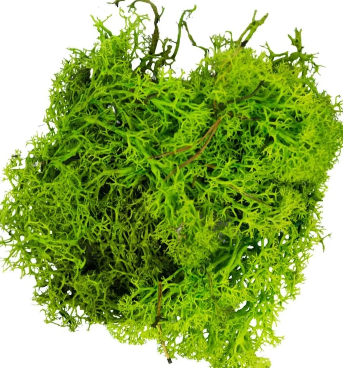 My Village Kerststukjes>Rendiermos Lichtgroen 50 G