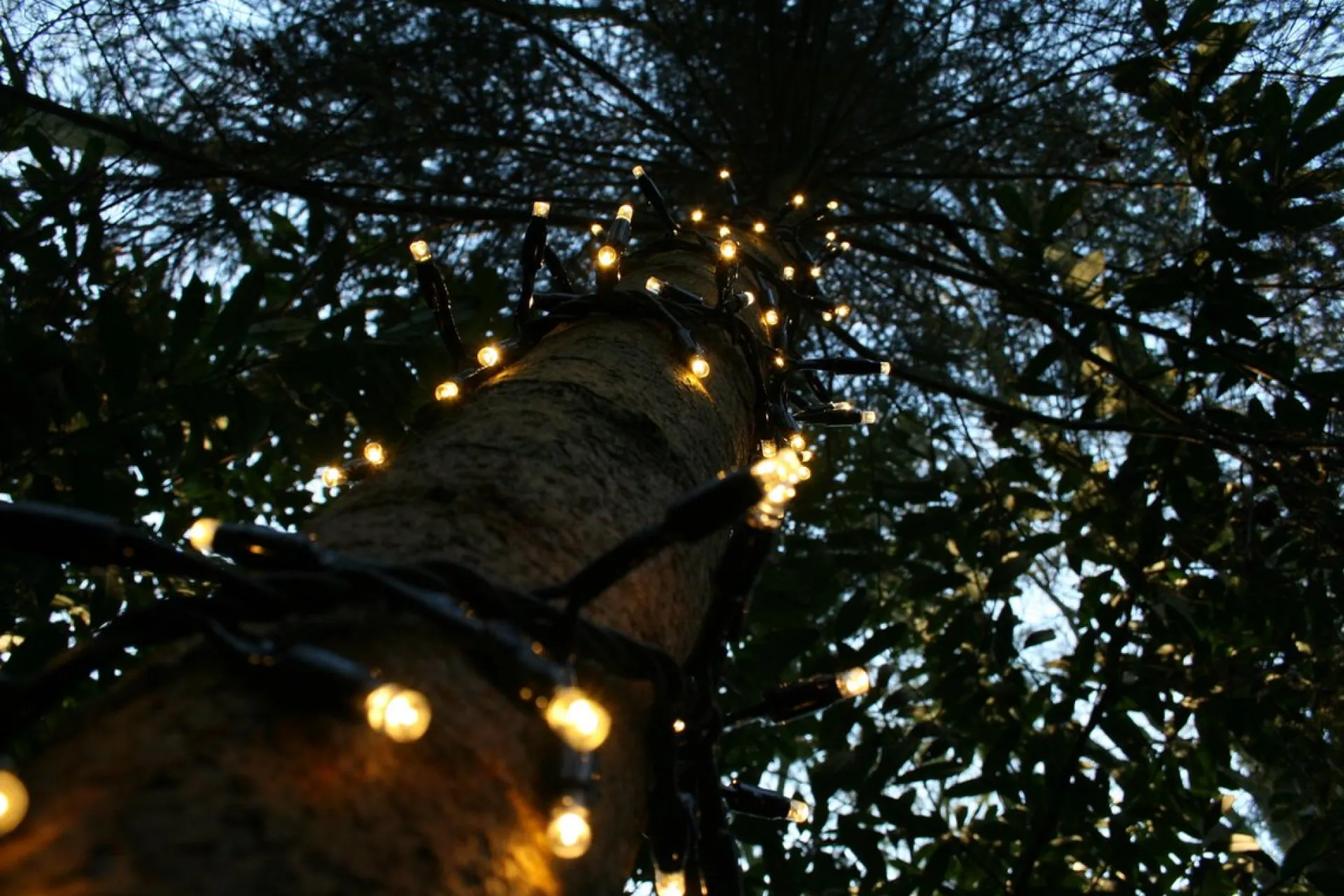 Silver winglinks Silver Wing Links Cluster Verlichting 2M - Zwarte Kabel - Warmwit - Koppelbare Verlichting Store