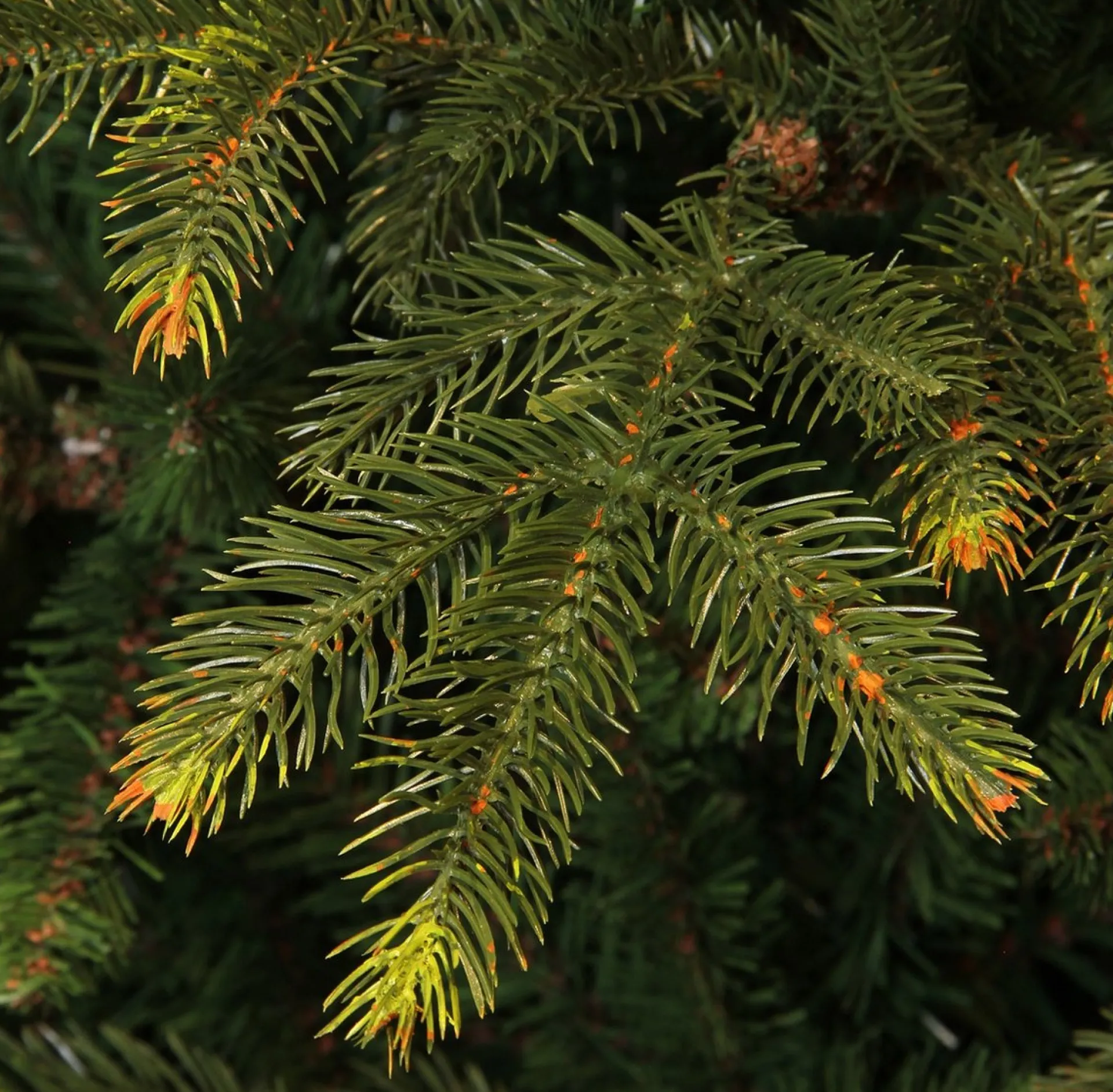 Top Trees Vancouver Kunstkerstboom - H185 X O124 Cm Fashion