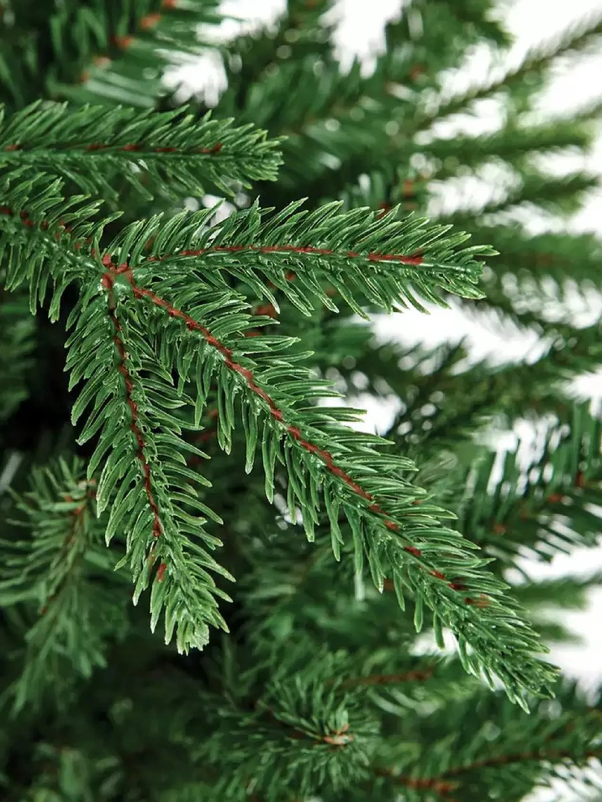 The Green Company Tree Company 210Cm Aspen Brandvertragend Kunstkerstboom Aspen-Spar 1583 Tips Best Sale