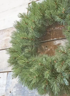 Triumph Tree Kerstkransen></noscript> Forest Frosted Kerstkrans - O60 Cm - Groen